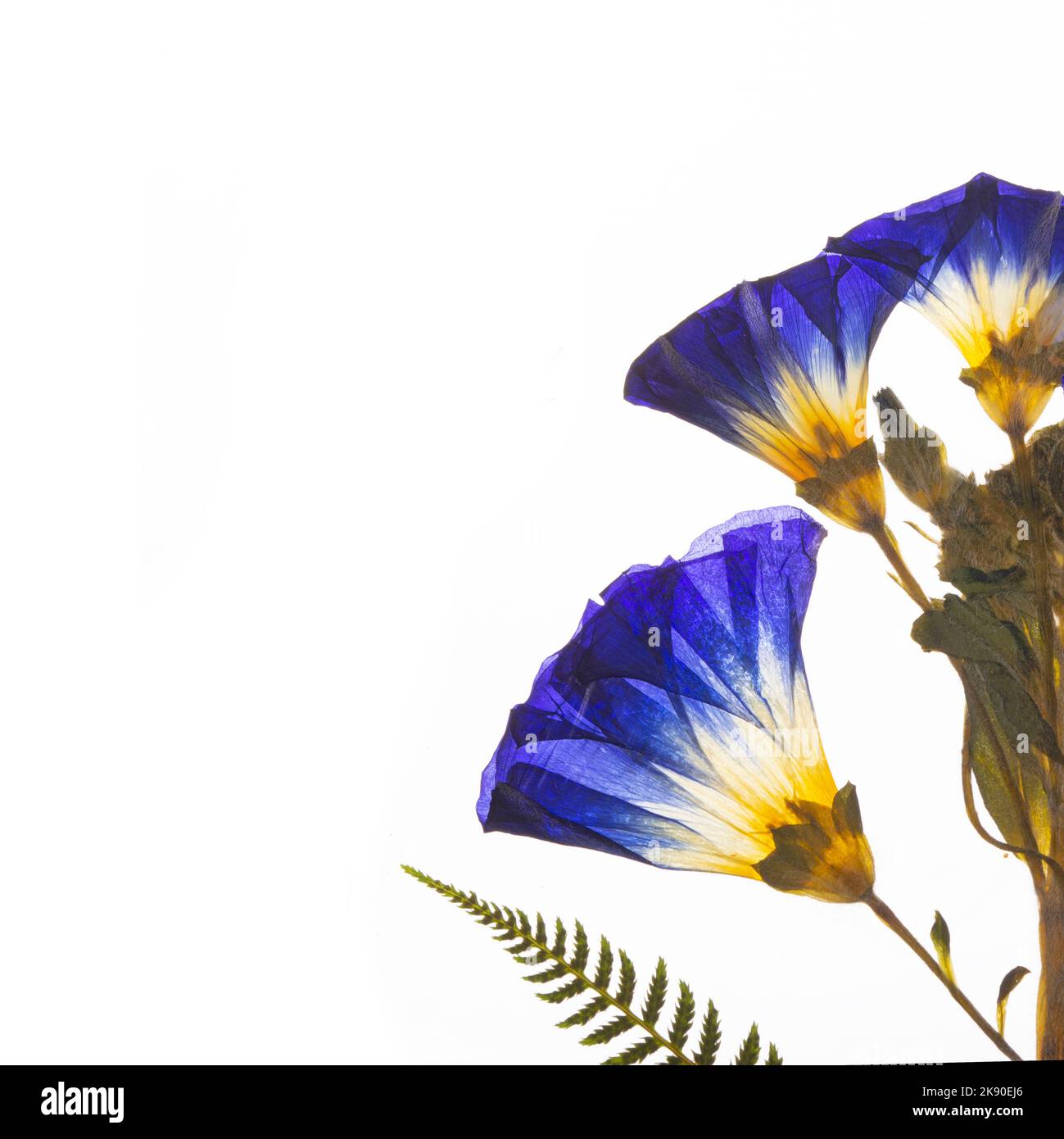 Salpiglossis blu essiccato e pressato con felce. Foto Stock