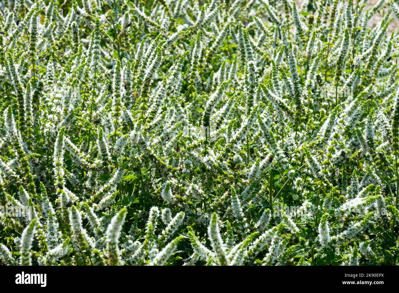 Marocchino menta verde, Mentha spicata 'Marocchino', fioritura, erbe aromatiche, pianta Foto Stock