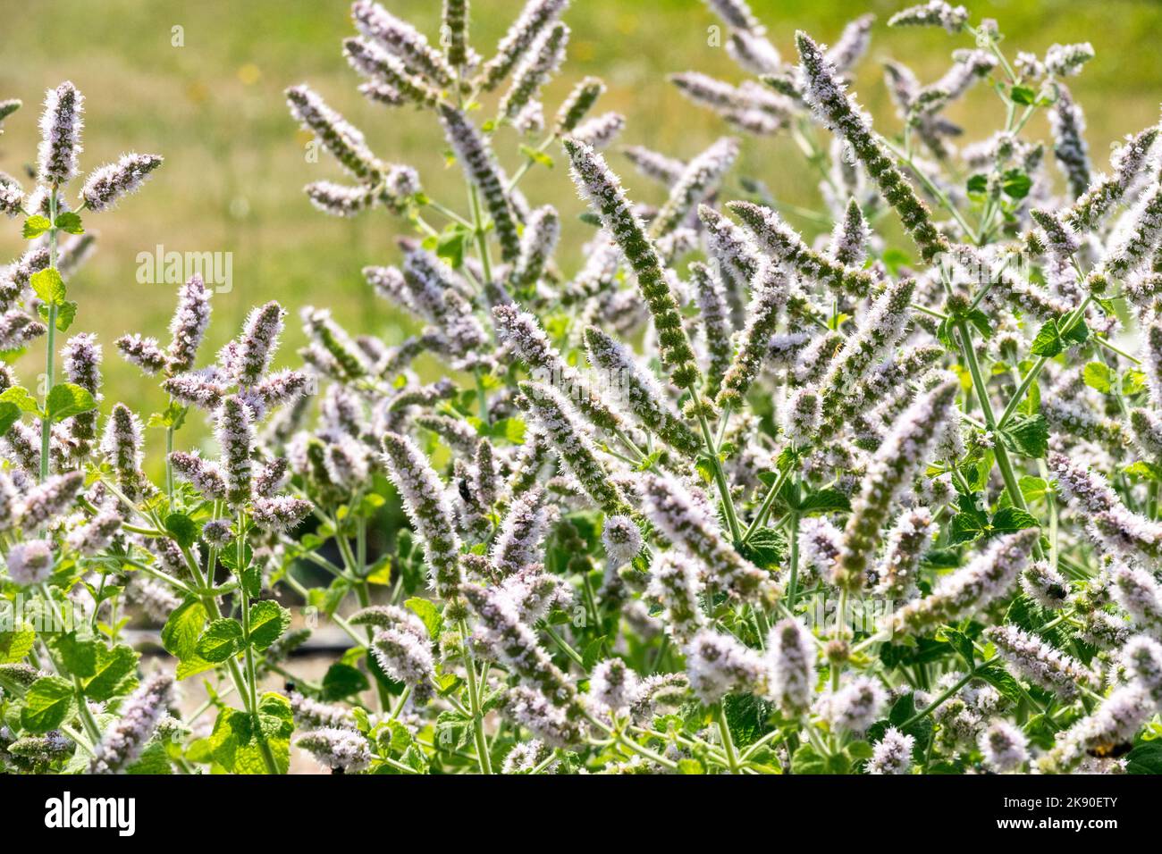 Erbe, piante, fioritura, coltivazione di menta di mele, menta egiziana, Fioritura, Mentha x rotundifolia, fragrante, Menta a foglie tonde, Fiori in giardino di erbe Foto Stock