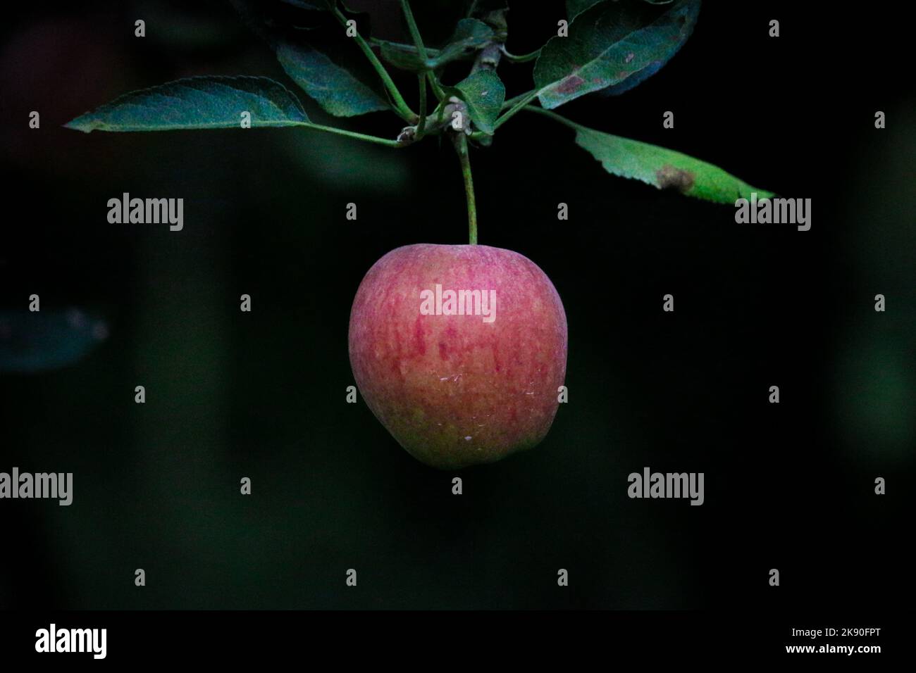 Kashmiri Apple Foto Stock