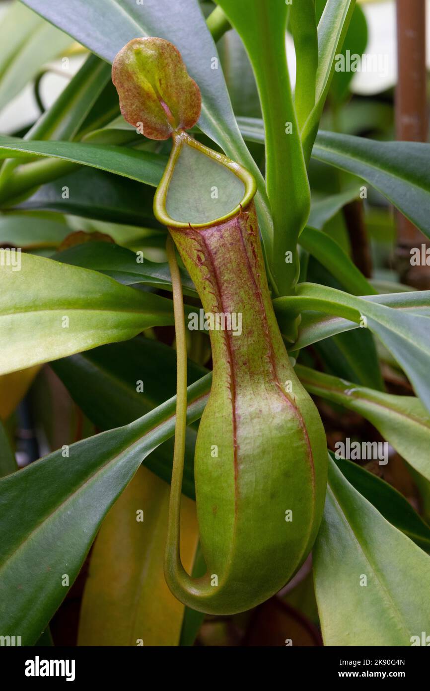 Appeso Nepenthes graciliflora, pianta di caraffa primo piano Foto Stock