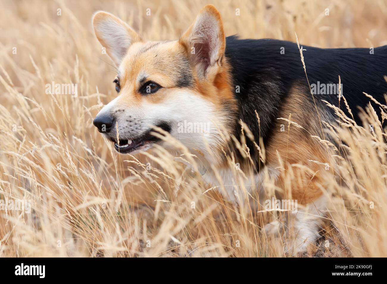 Happy Tricolor Pembroke gallese Corgi cane cammina in alta erba dorata. Il cane sorride Foto Stock