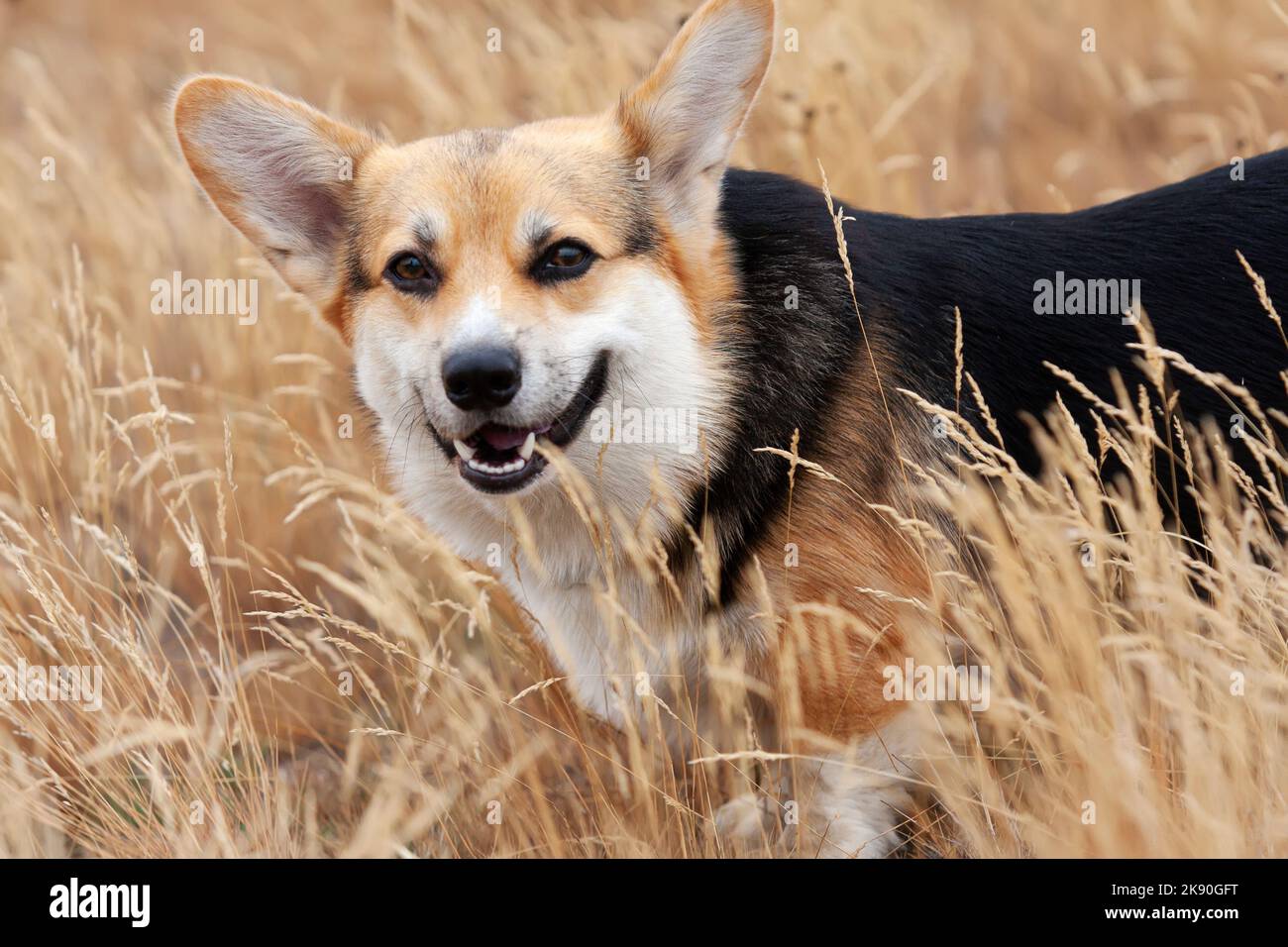 Happy Tricolor Pembroke gallese Corgi cane cammina in alta erba dorata. Il cane sorride Foto Stock