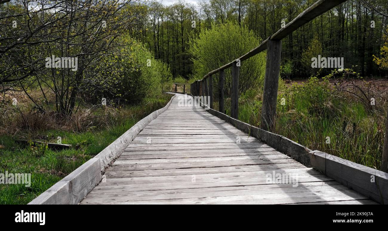 Sentiero in legno che conduce attraverso una foresta nella regione di Eifel Foto Stock