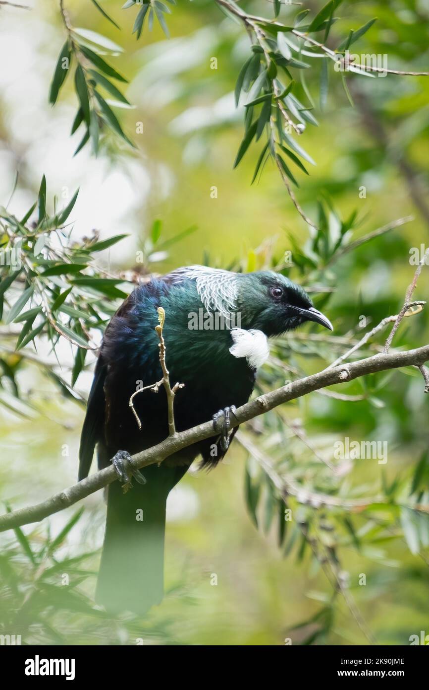 Un primo piano verticale di un uccello tui (Prosthemadera novaeseelandiae) arroccato su un ramo Foto Stock