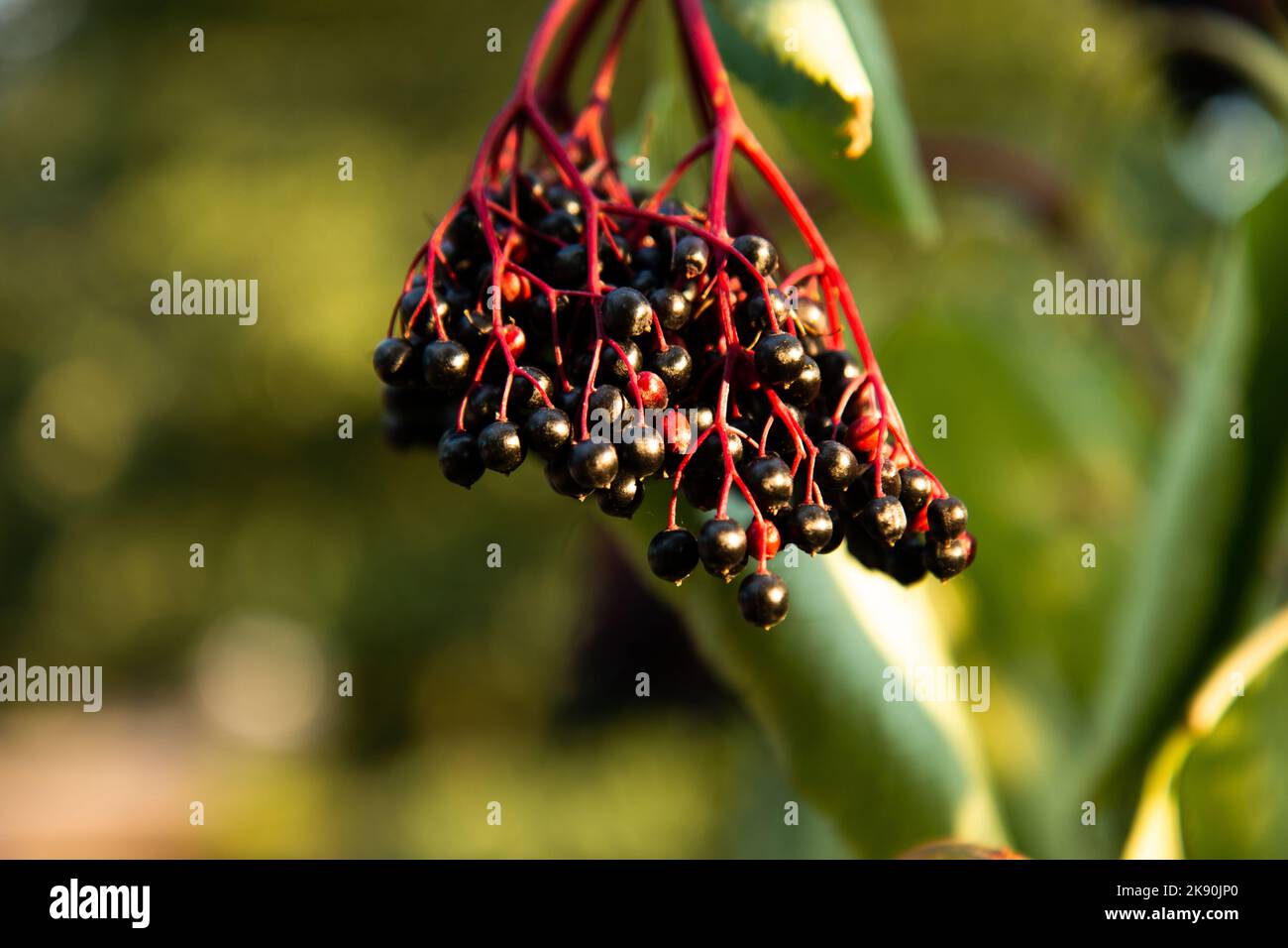 Un cespuglio di un anziano (Sambucus nigra), primo piano Foto Stock