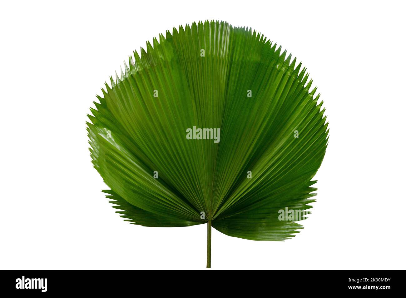 foglia di palma Licuala Grandis su sfondo bianco Foto Stock