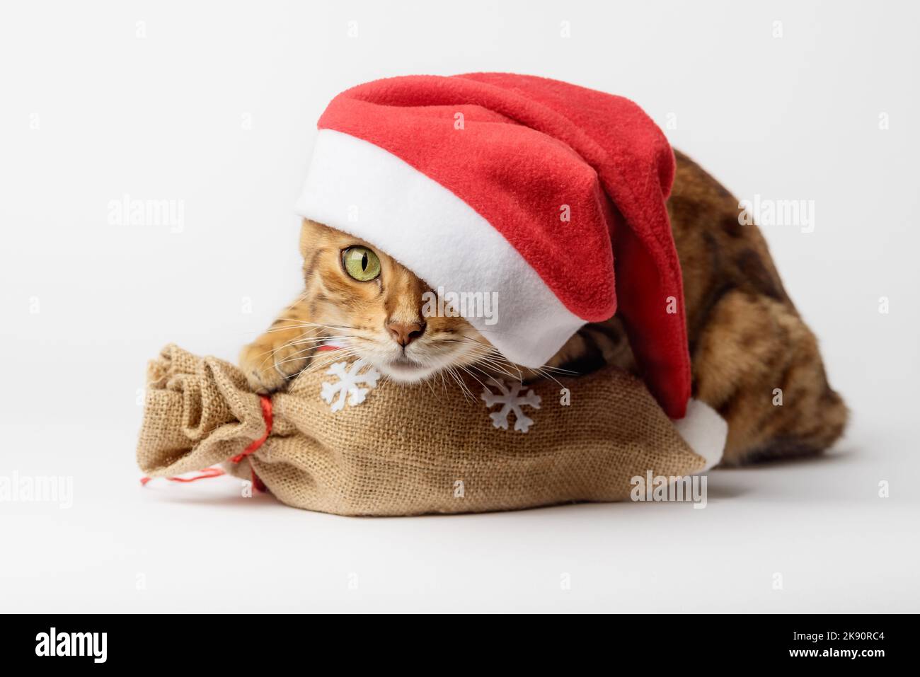 frase AMCZA su legno con gatto