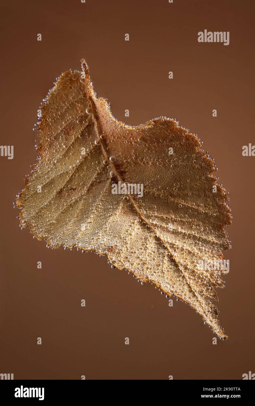 Astratto Autunno caduta foglia con bolle d'acqua Foto Stock