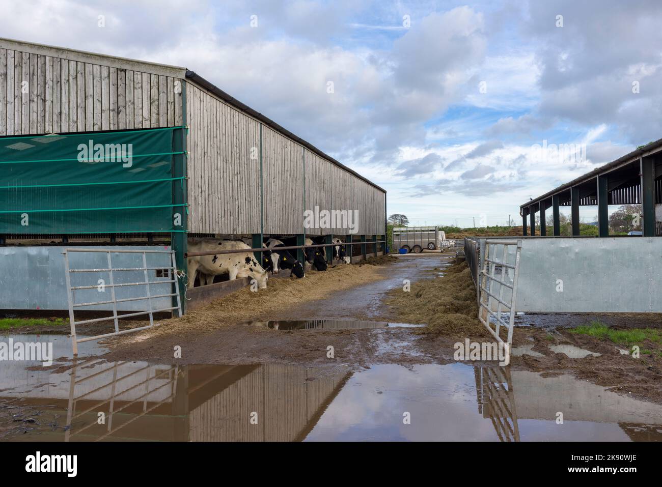 Mucche da latte che mangiano insilato da un capannone di bestiame in inverno alla Lower Marsh Farm vicino a Dunster, Somerset, Inghilterra. Foto Stock