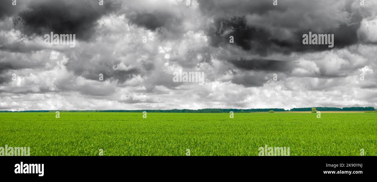 Campo e nuvole tempestose. Foto di cielo scuro e erba verde fresca Foto Stock