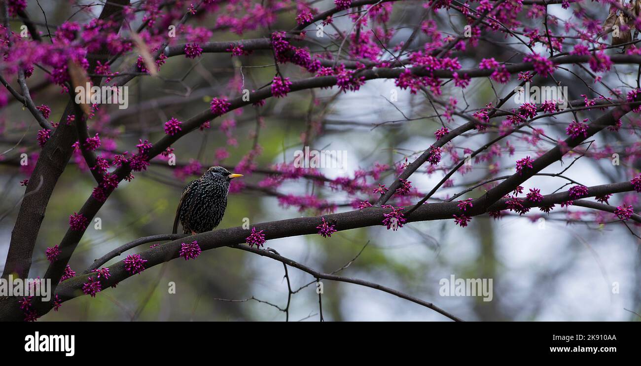 La vista ravvicinata di un comune starrling che si erosa sul ramo di un albero con fiori rosa Foto Stock