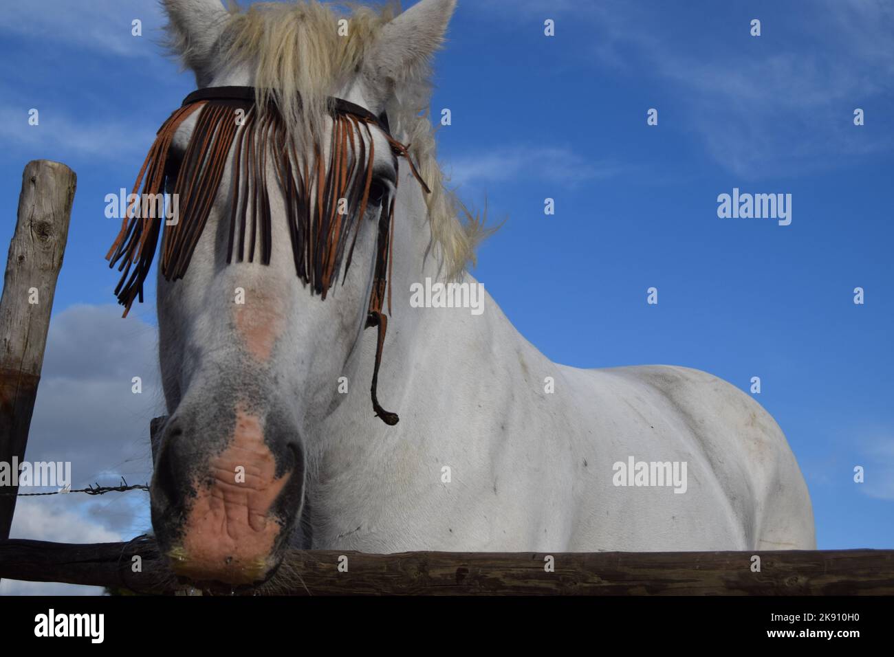 Friendly Horse Face Foto Stock