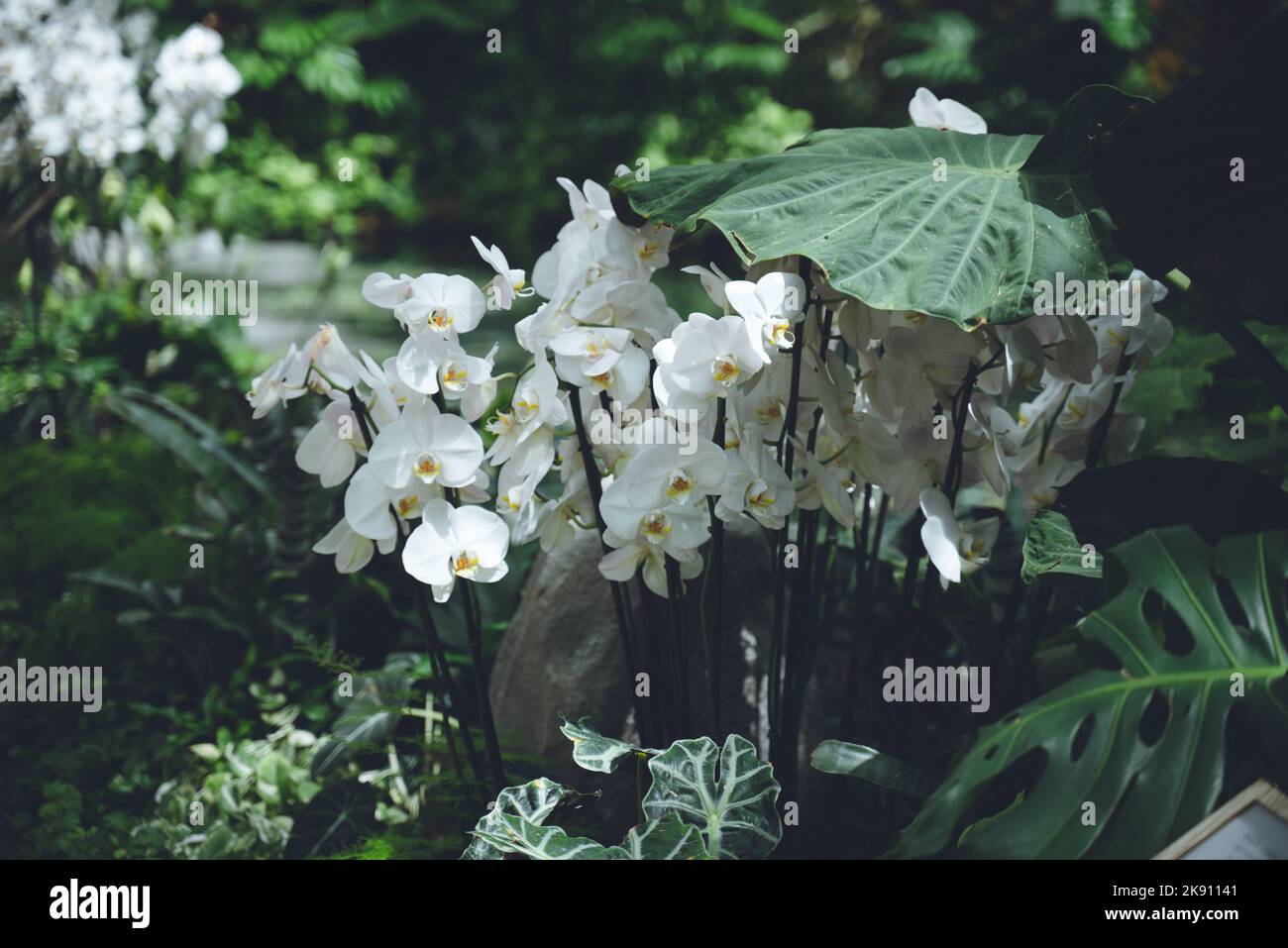 I bellissimi fiori di orchidee bianche del Conservatorio e dei Giardini Botanici di Bellagio Foto Stock