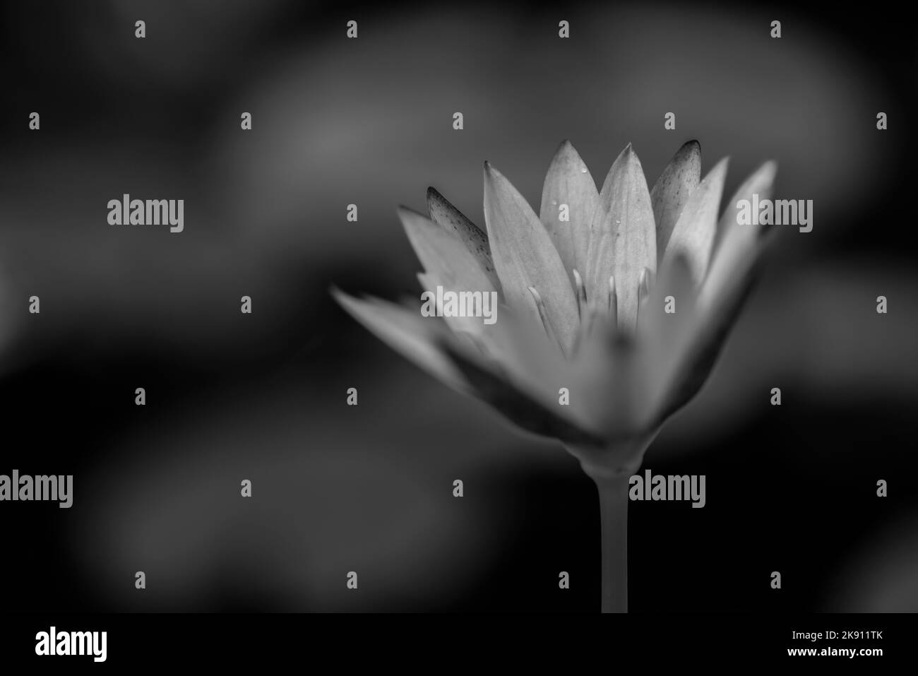 Un primo piano in scala di grigi di Nymphaea nouchali, loto stellato, ninfea acquario, o fiore di manel. Foto Stock