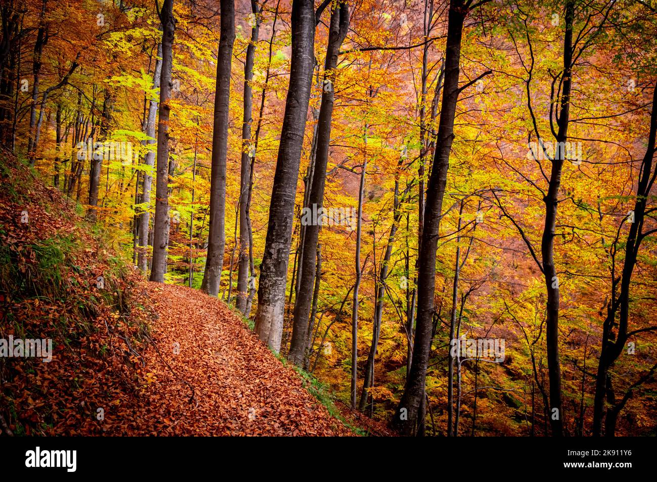 Autunno nel Parco Nazionale di Bula Vanturarita, Monti Carpazi, Romania. Vividi colori autunnali nella foresta. Foglie d'autunno colorate. Verde, giallo, arancione, Foto Stock