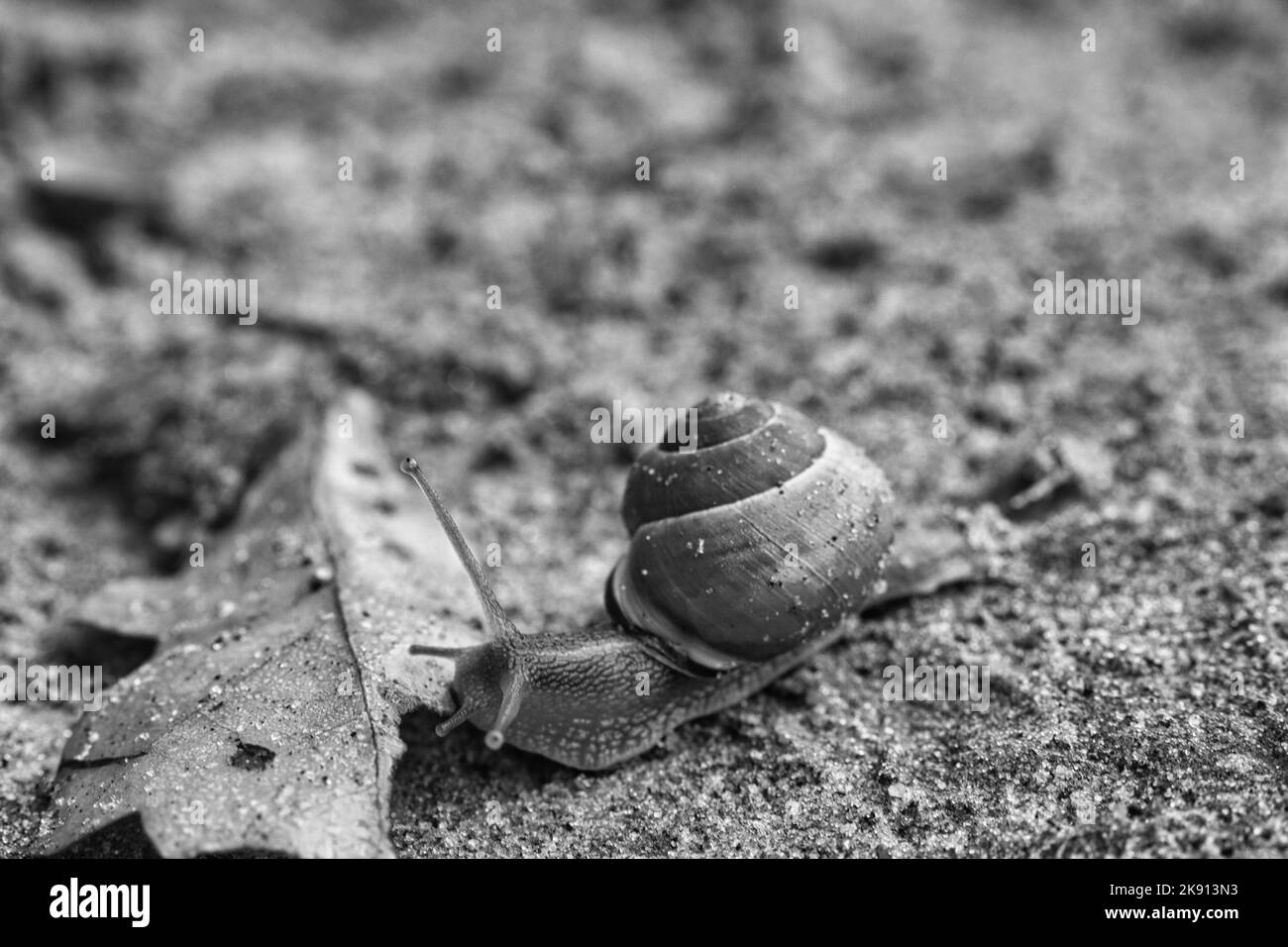 Un primo piano in scala di grigi di una lumaca e una foglia caduta sul terreno Foto Stock