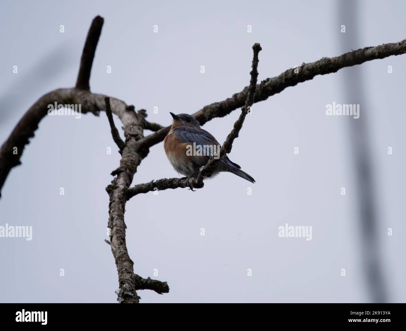 Un bluebird orientale che riposa su un albero con un cielo blu sullo sfondo Foto Stock