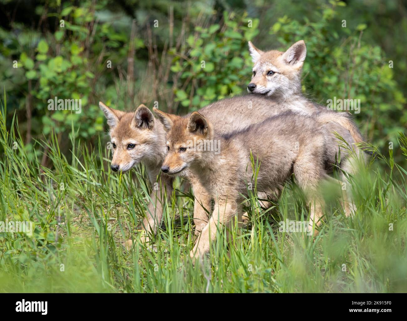 Un gruppo di cuccioli di Coyote, Canis latrans che si avventurano su un'erba Foto Stock