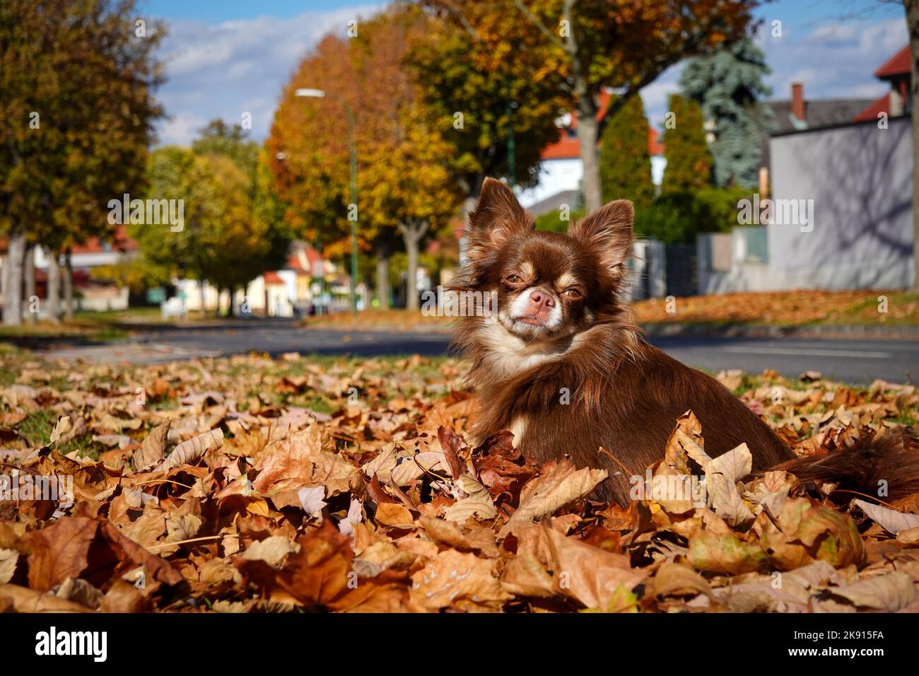 Un Chihuahua dai capelli lunghi, Canis lupus familiaris in foglie autunnali Foto Stock