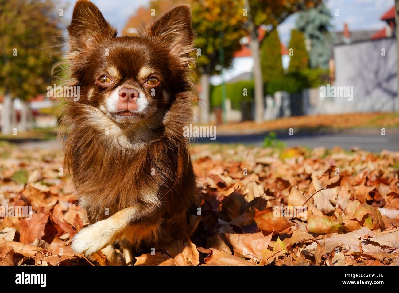 Un Chihuahua dai capelli lunghi, Canis lupus familiaris in foglie autunnali Foto Stock