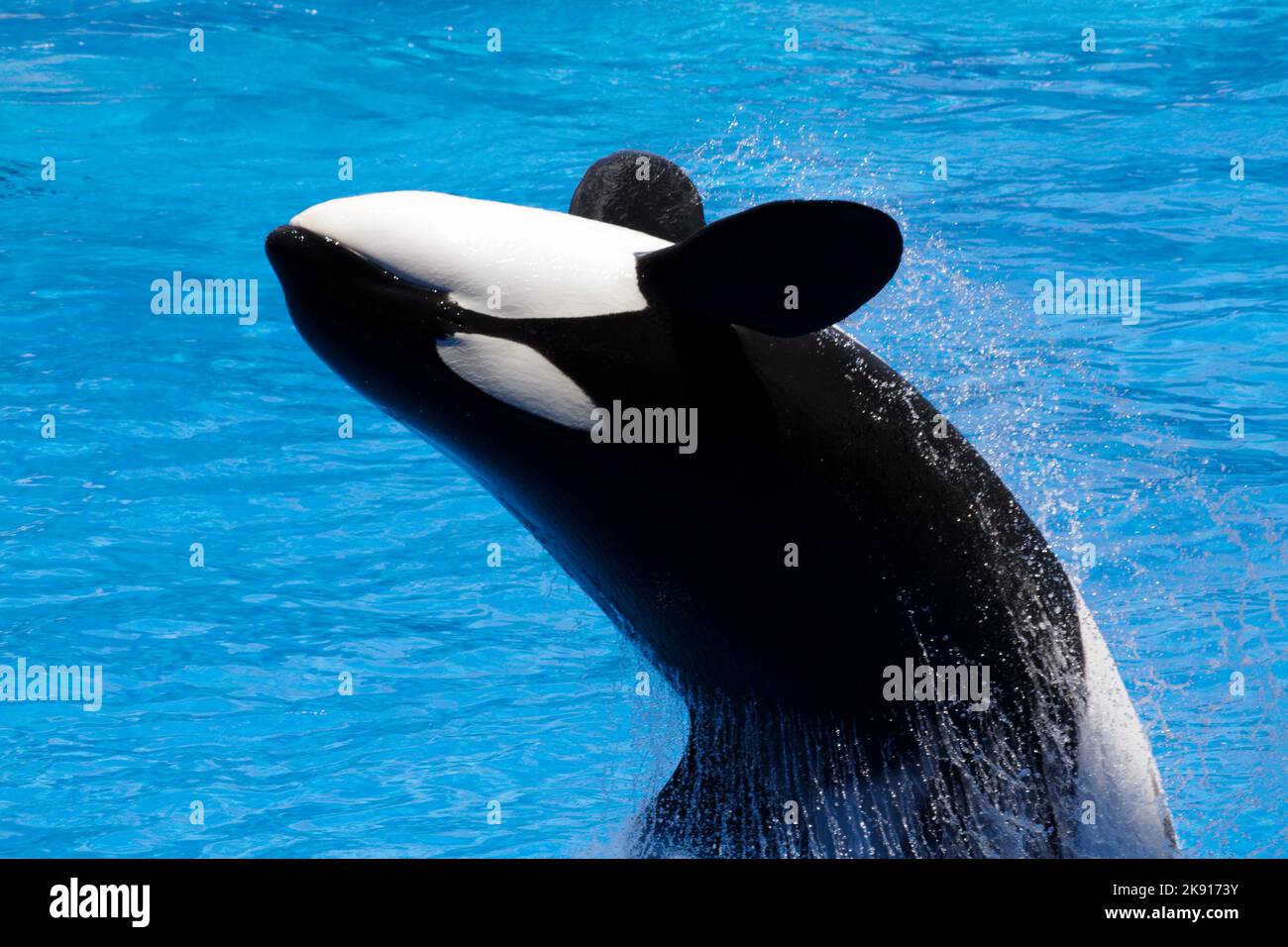 Un primo piano di una balena Killer che fa un backflip sull'acqua Foto Stock