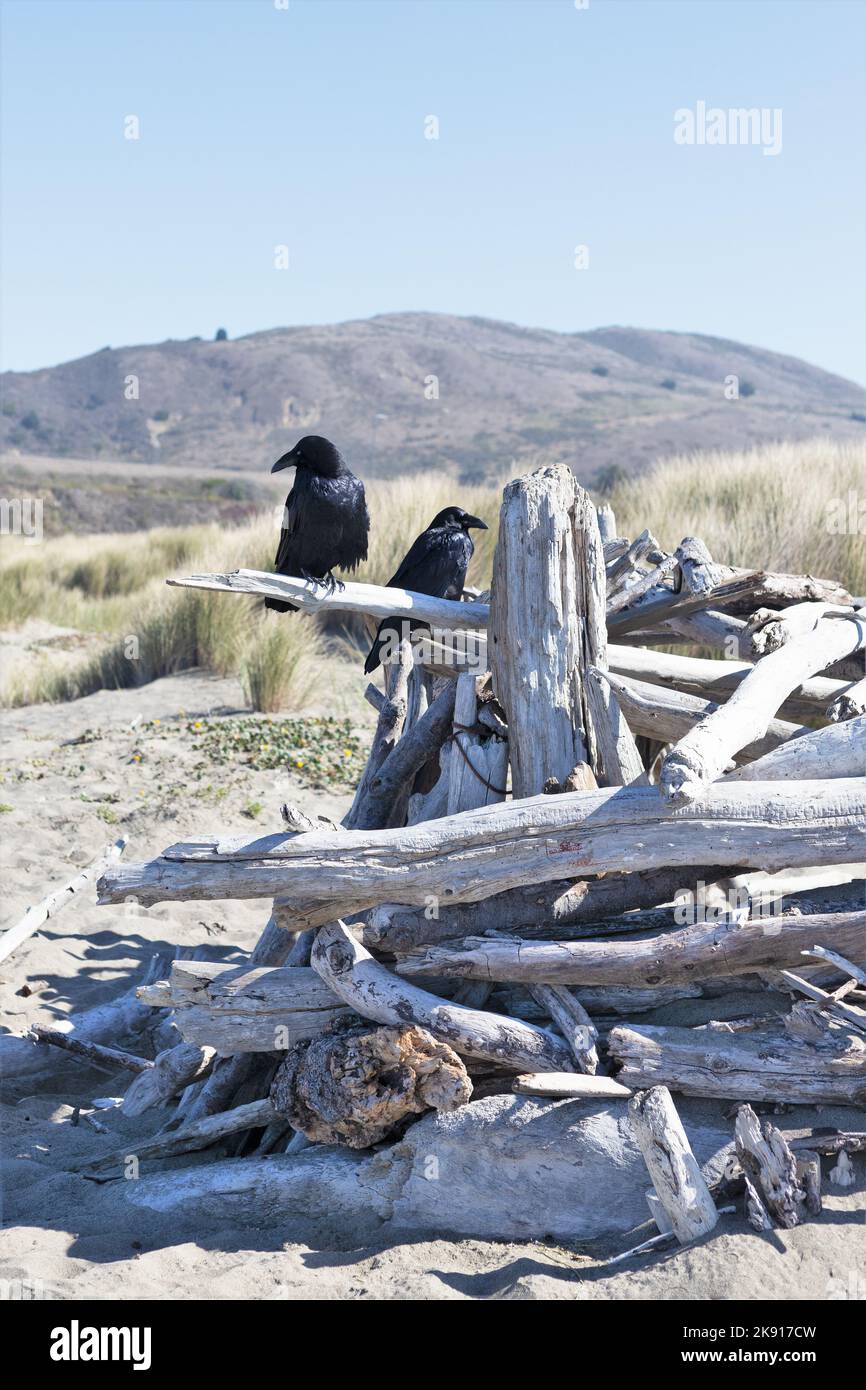 Un paio di corvi arroccati fianco a fianco su un mucchio di drift wood vicino alle dune della spiaggia di Salmon Creek sulla costa della contea di Sonoma in California. Foto Stock