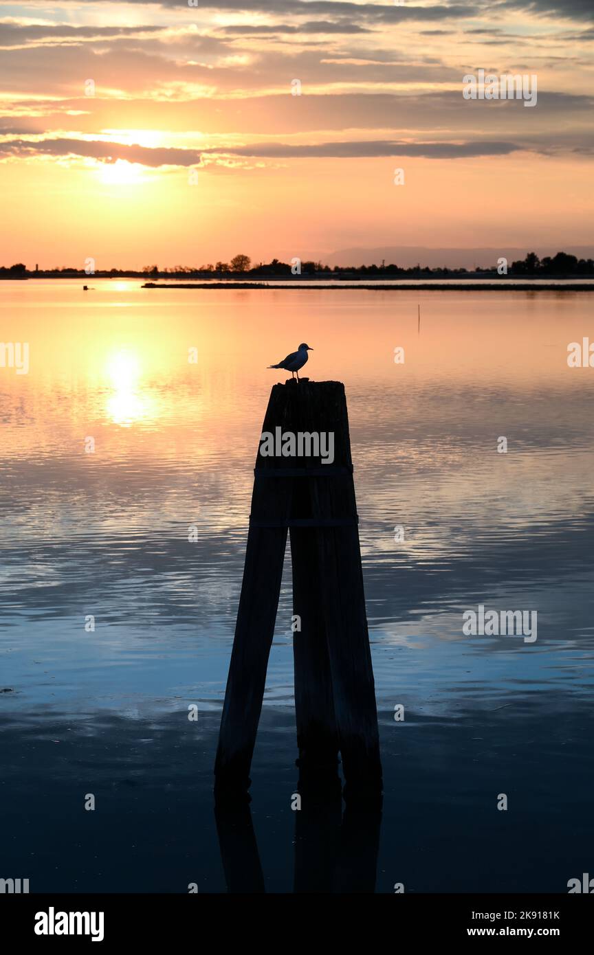 Silhouette di uccello seduto su palo di legno in mezzo al lago calmo contro cielo nuvoloso tramonto Foto Stock