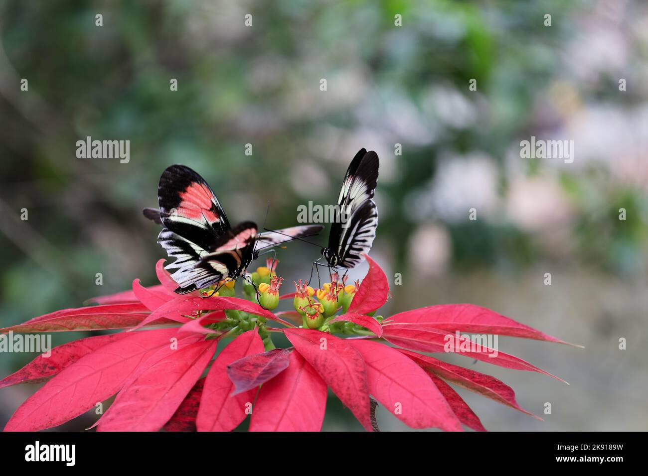 Un primo piano di due farfalle sul fiore in fiore con foglie rosse Foto Stock