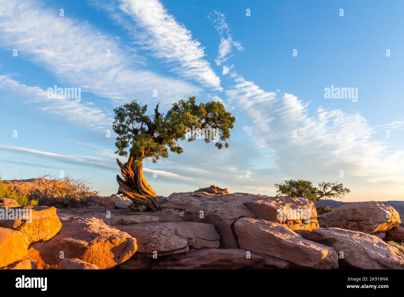 Un antico Juniper dello Utah su arenaria Kayenta all'alba al Dead Horse Point state Park, Moab, Utah. Foto Stock