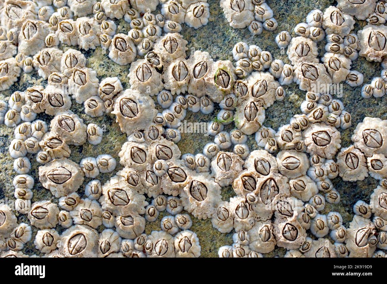 Acorn Barnacles (semibalanus balanoides), primo piano di un gruppo del barnacle più comune trovato intorno alle rive del Regno Unito. Foto Stock