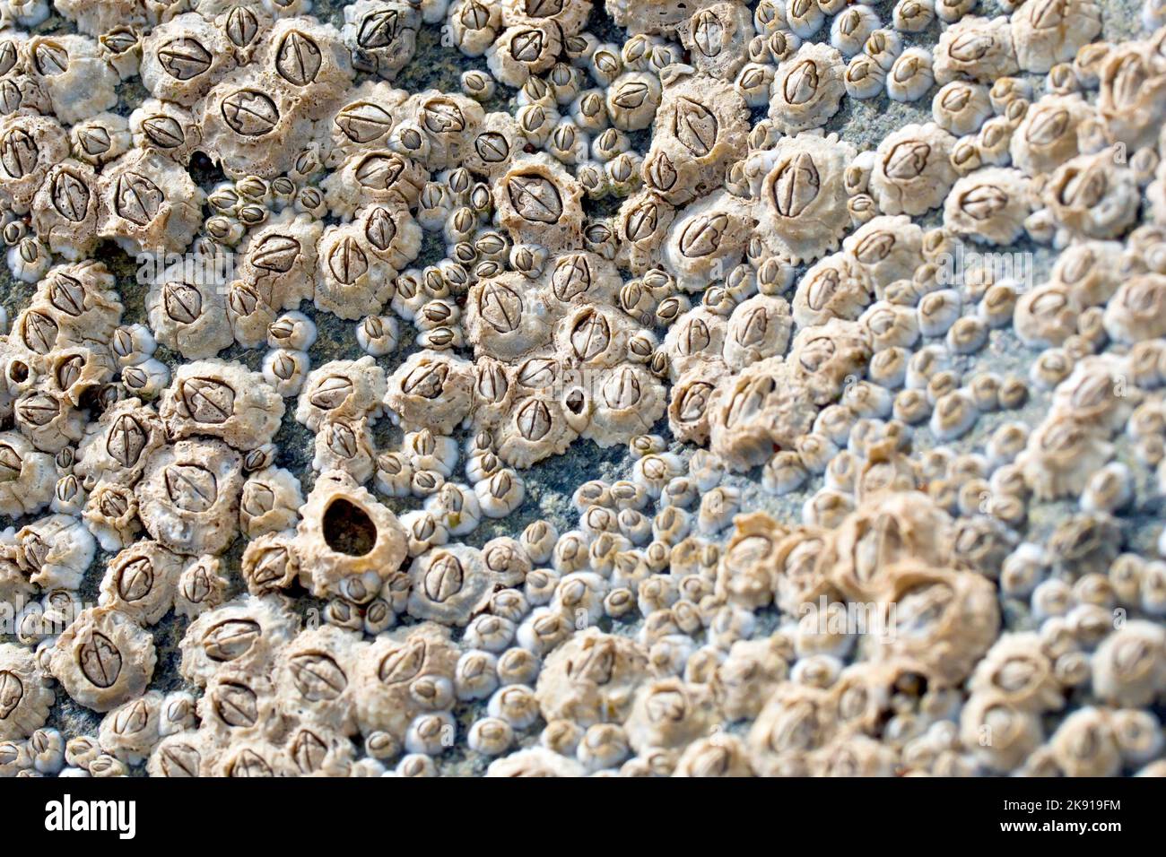 Acorn Barnacles (semibalanus balanoides), primo piano di un gruppo del barnacle più comune trovato intorno alle rive del Regno Unito. Foto Stock
