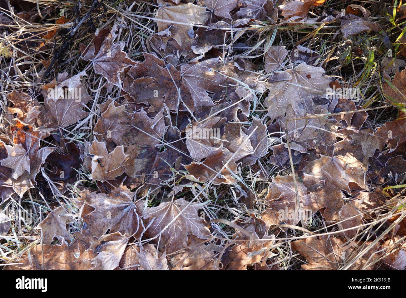 Sfondo naturale da foglie congelate su erba appassita nel primo gelo autunno giorno vista dall'alto Foto Stock