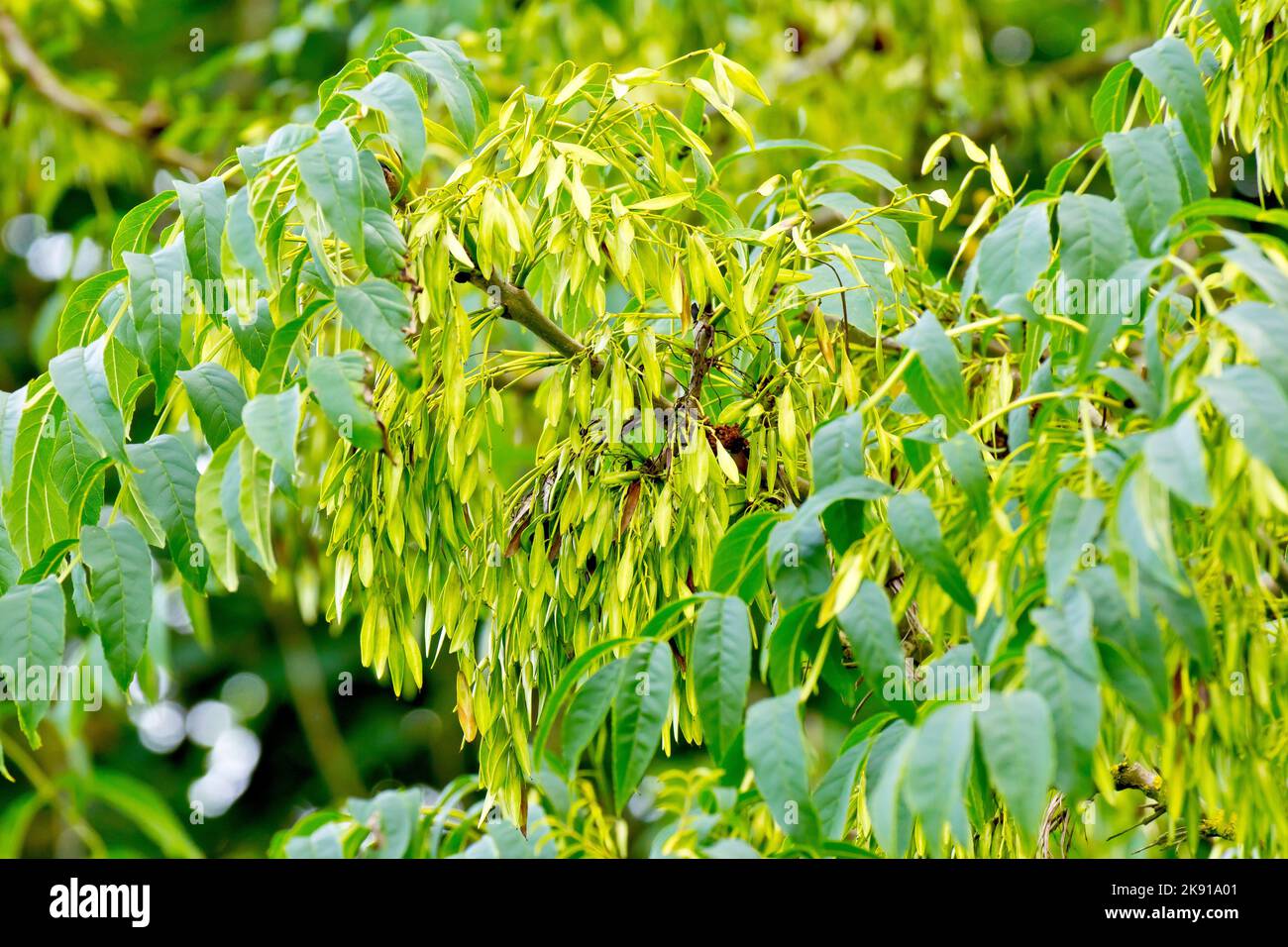 Frassino (fraxinus excelsior), primo piano che mostra l'albero in frutto con una massa di chiavi verdi immature che finiranno per diventare marrone in autunno. Foto Stock