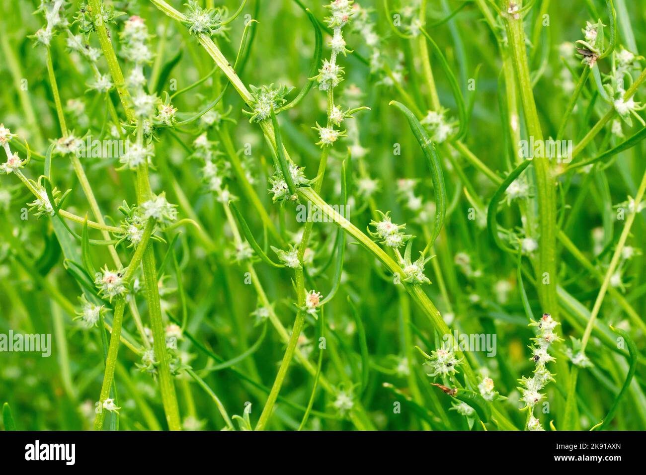 Shore Orache (littoralis di atriplex), anche conosciuto come erba-leaved o Orache di Grassleaf, primo piano che mostra la pianta sottile lunga in seme. Foto Stock