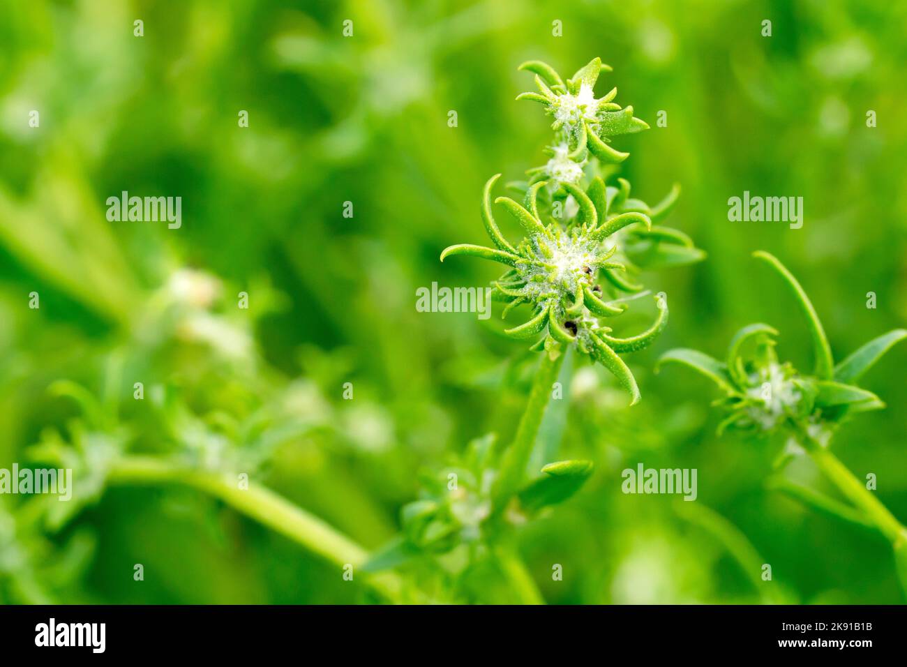 Shore Orache (littoralis di atriplex), anche conosciuto come erba-leaved o Orache di Grassleaf, primo piano che mostra la pianta sottile lunga in seme. Foto Stock