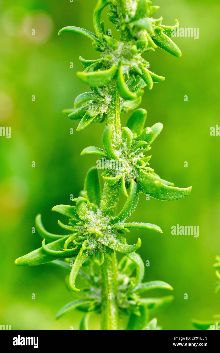 Shore Orache (littoralis di atriplex), anche conosciuto come erba-leaved o Orache di Grassleaf, primo piano che mostra la pianta sottile lunga in seme. Foto Stock