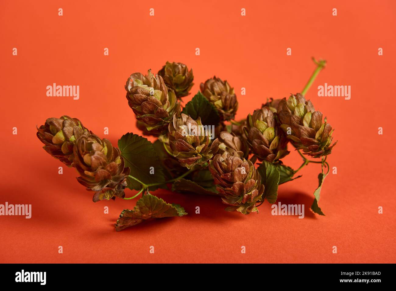 Coni di luppolo fiorito, isolati su fondo arancione. Spazio di copia, primo piano. Ingrediente nell'industria della birra. Foto Stock