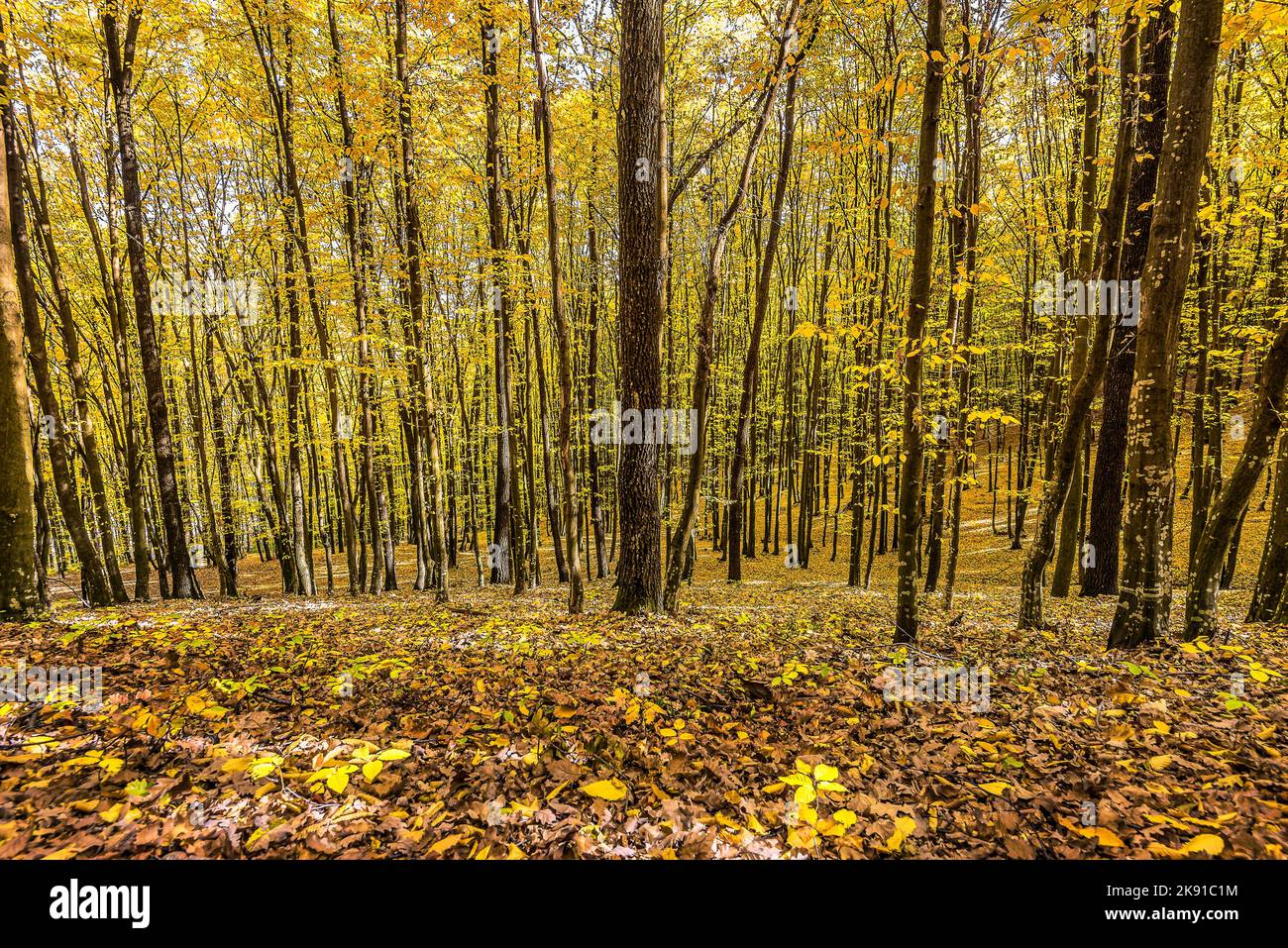 Vista panoramica di autunno colorato nella foresta nelle Alpi della Transilvania in Romania Foto Stock