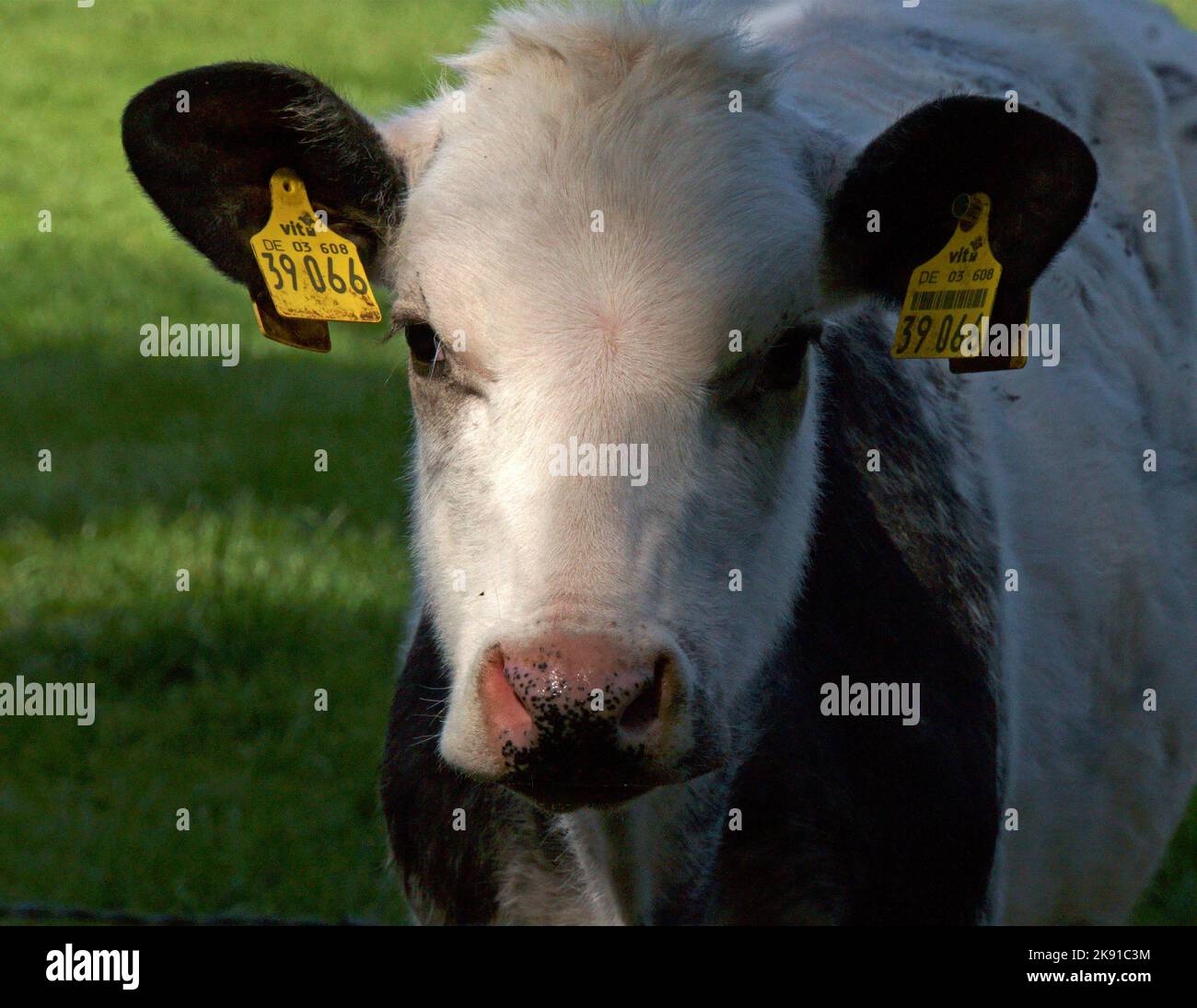 Uelsen, Germania - Maggio 15 2020 vitello o vacca giovane con enormi marchi gialli auricolari dalla Germania Foto Stock