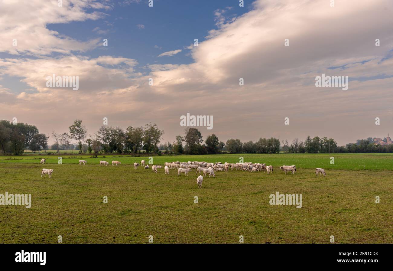 Paesaggio con mucche di razza Fassona che pascolano nelle campagne della pianura padana italiana a Fossano, provincia di Cuneo, Piemonte, Italia Foto Stock