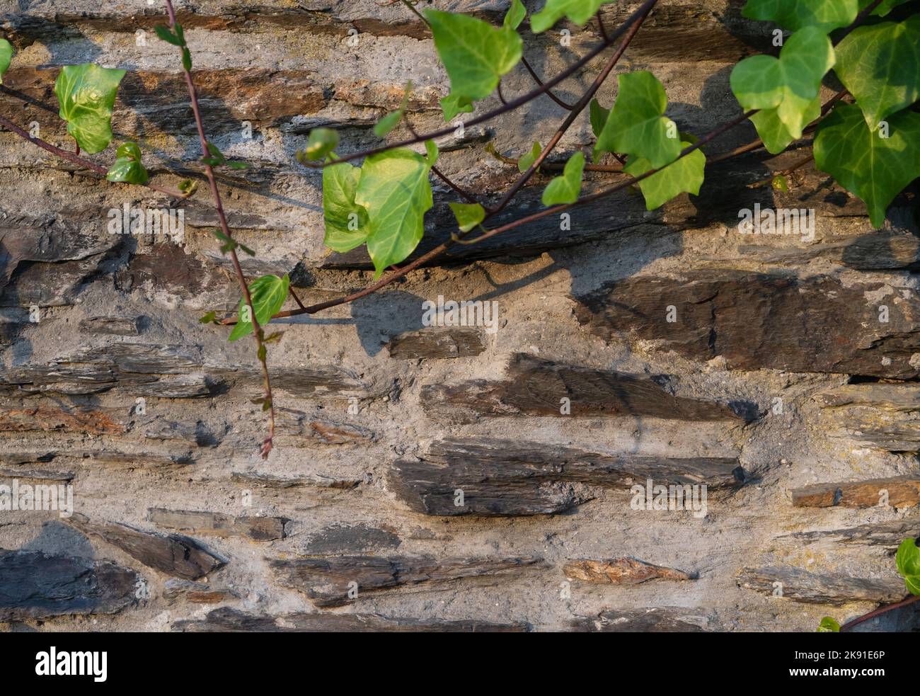 Parete di fondo in pietra e cemento con edera in cima. Spazio di copia. Foto Stock