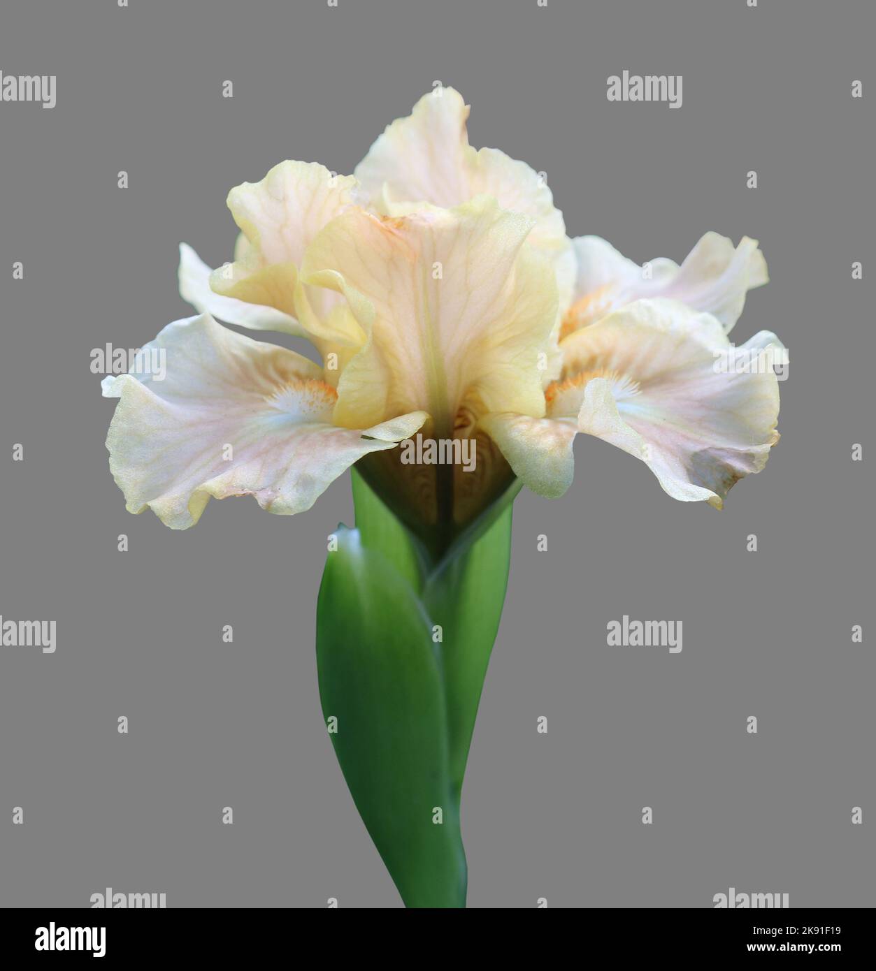 fiore nana dell'iride isolato su fondo grigio primo piano Foto Stock
