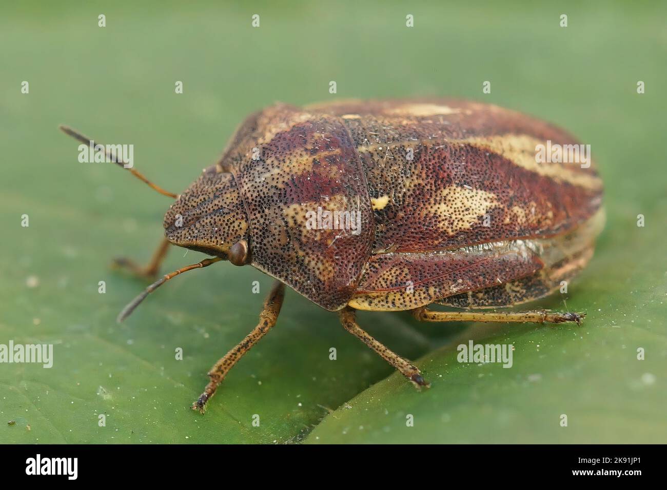 Un colpo clsoup di un Eurygaster testudinaria su una foglia verde Foto Stock
