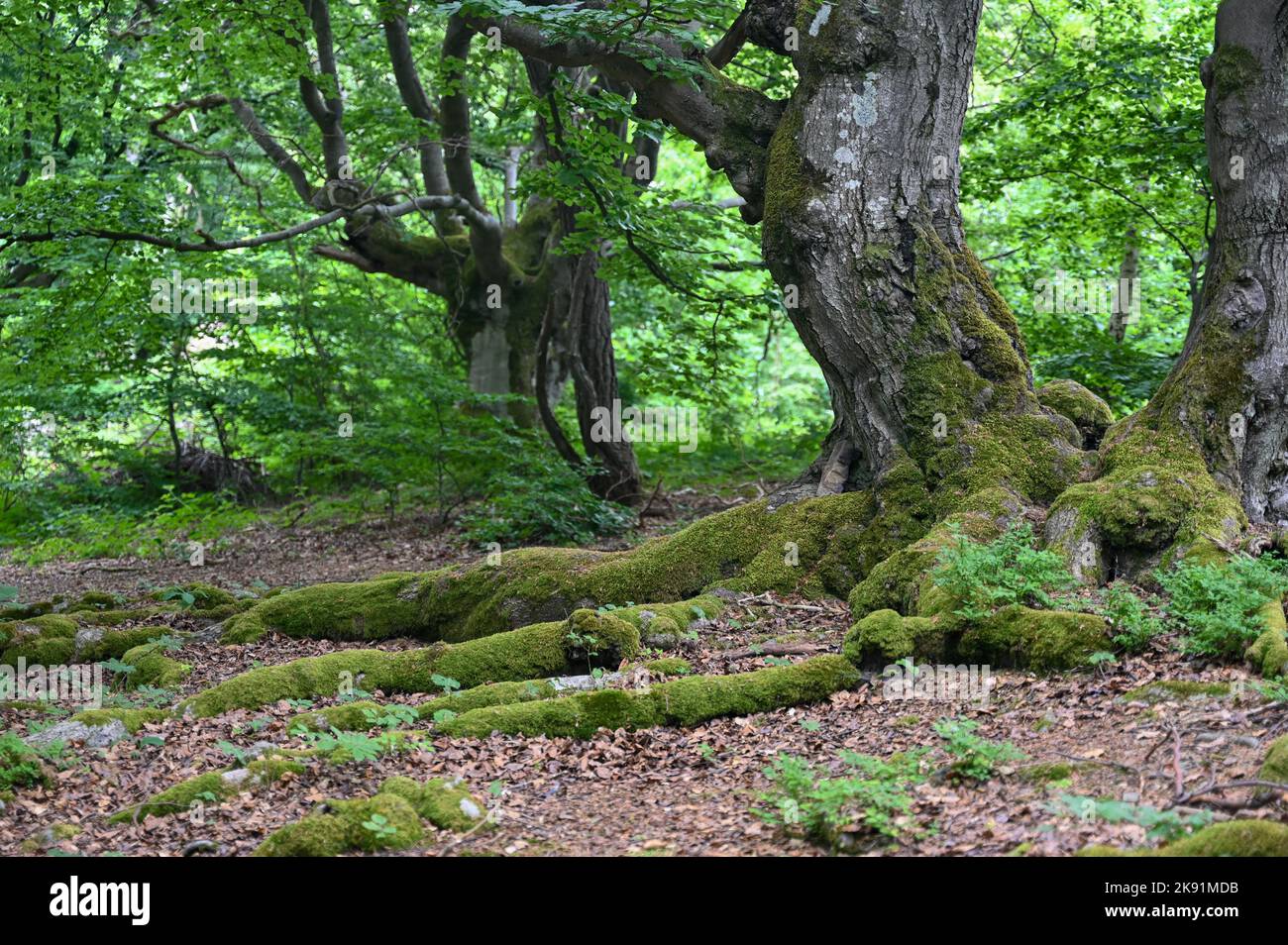 Vecchi alberi di gnarled con radici ricoperte di muschio nell'Hutewald Halloh vicino al Parco Naturale di Kellerwald sull'Edersee, Assia, Germania Foto Stock