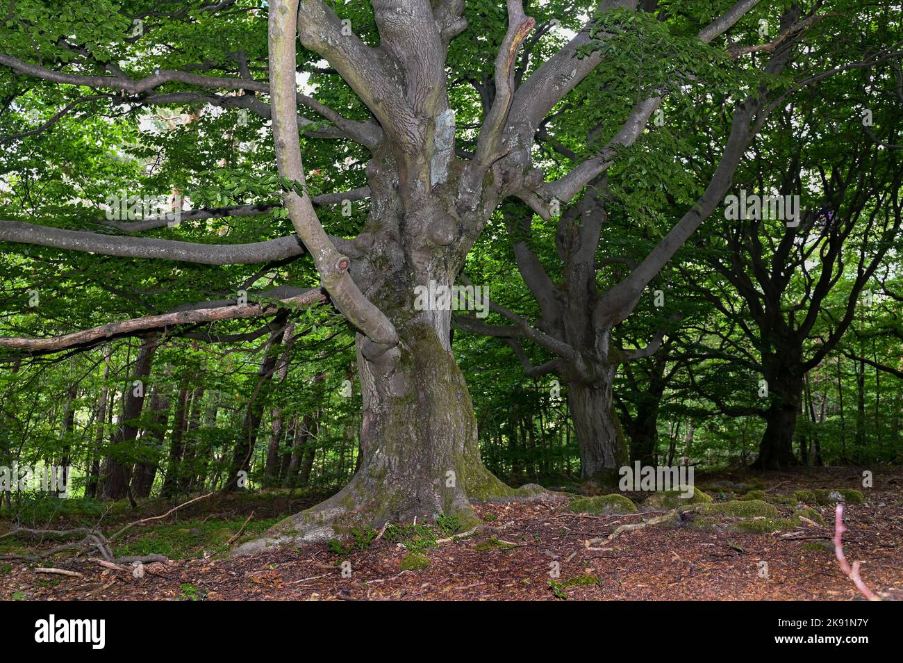 Vecchi alberi di gnarled nel Hutewald Halloh, vicino al Kellerwald-Edersee, Assia, Germania Foto Stock