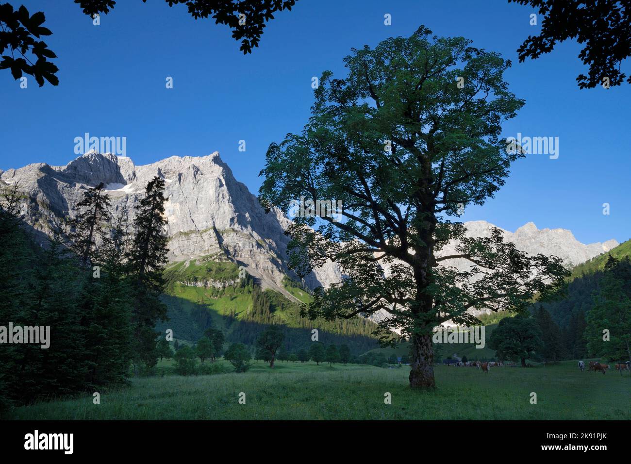 Le mura mattutine dei monti Karwendel - le mura di Spritzkar spitze e Grubenkar spitze da Enger Tall - Grosser Ahornboden vicolo. Foto Stock