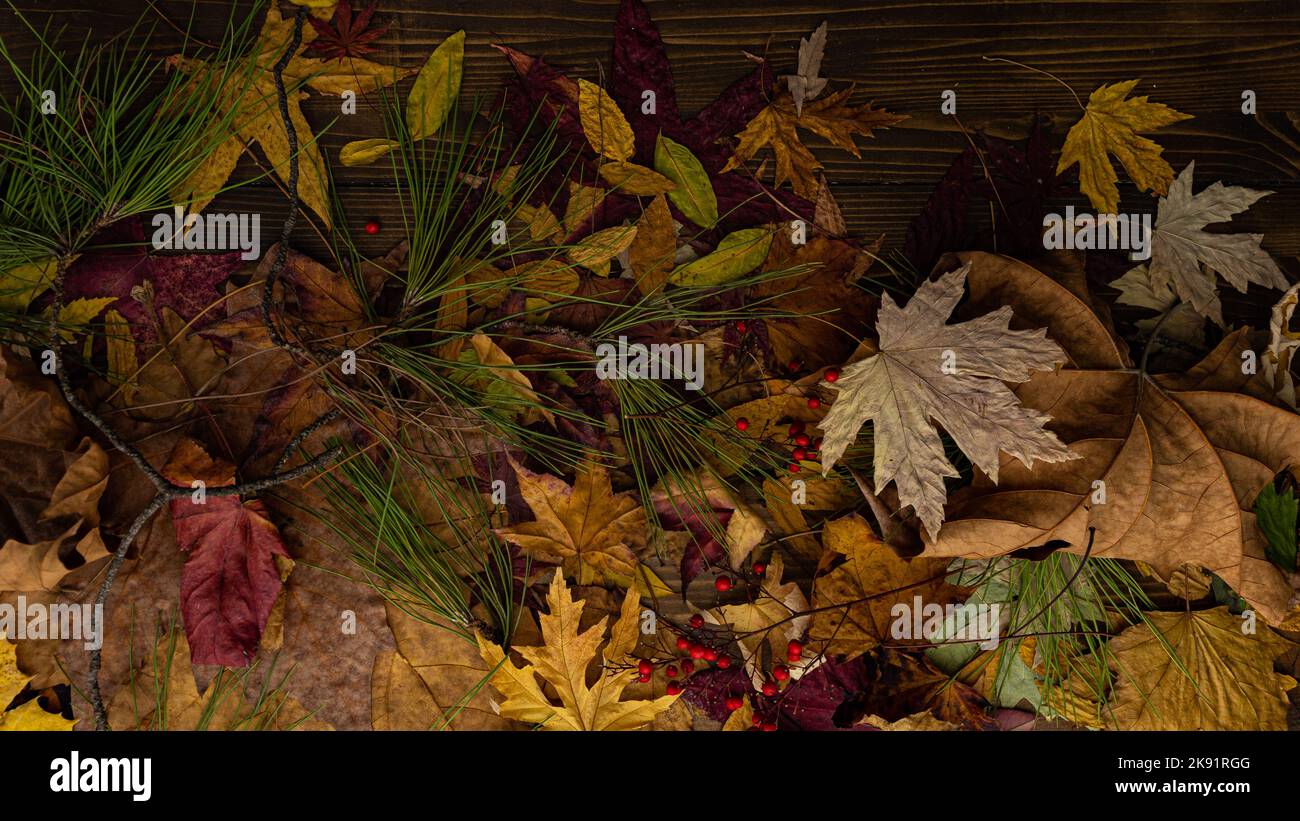 l'acero secco lascia il concetto di autunno Foto Stock