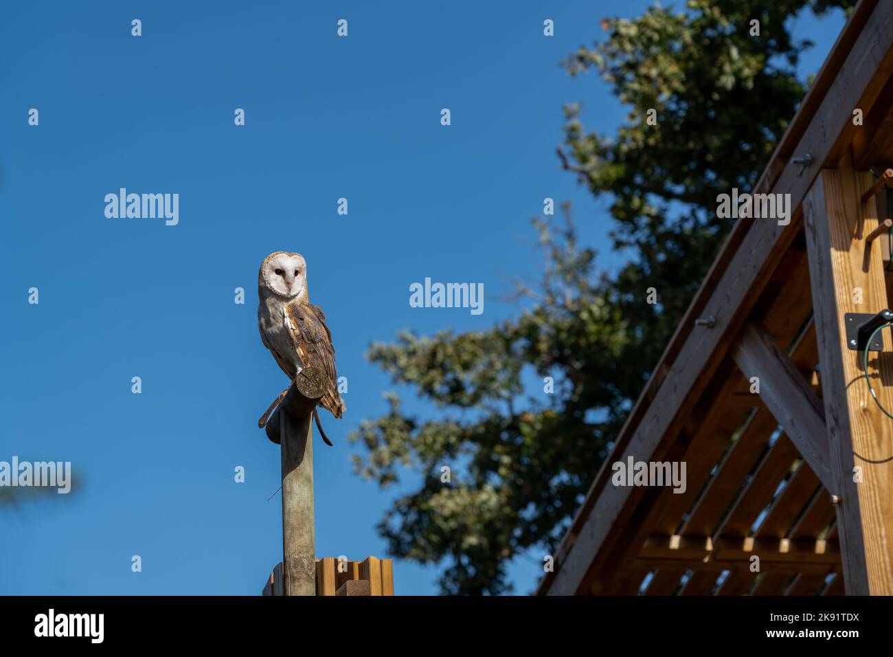 Un gufo di fienile (Tyto alba) arroccato su un palo di legno, cielo azzurro chiaro Foto Stock