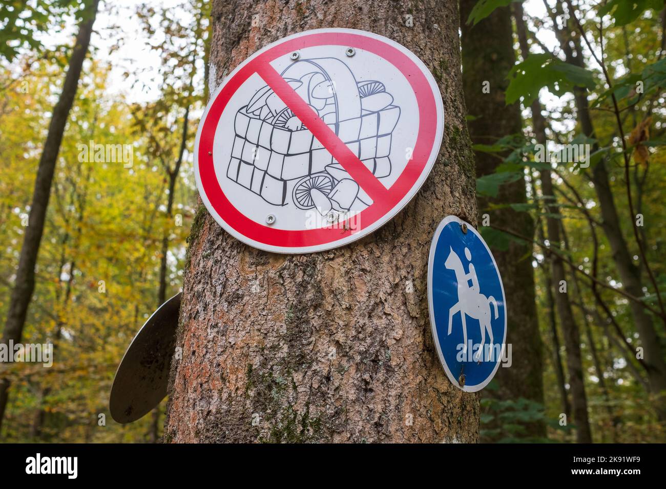Cartello che vieta la raccolta di funghi nella riserva naturale Koenigsforst Foto Stock